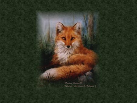un renard