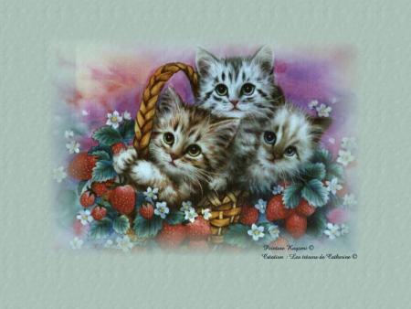 chat